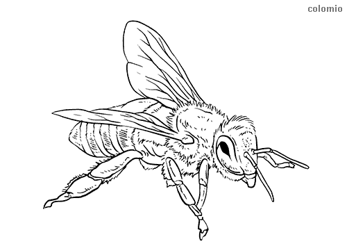 Bees coloring pages free printable bee coloring sheets