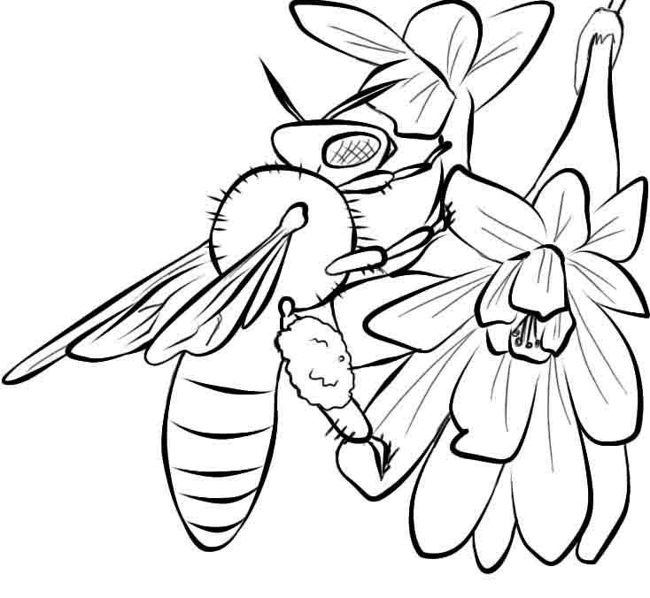 Free printable bee coloring pages for kids insect coloring pages bee coloring pages flower coloring pages