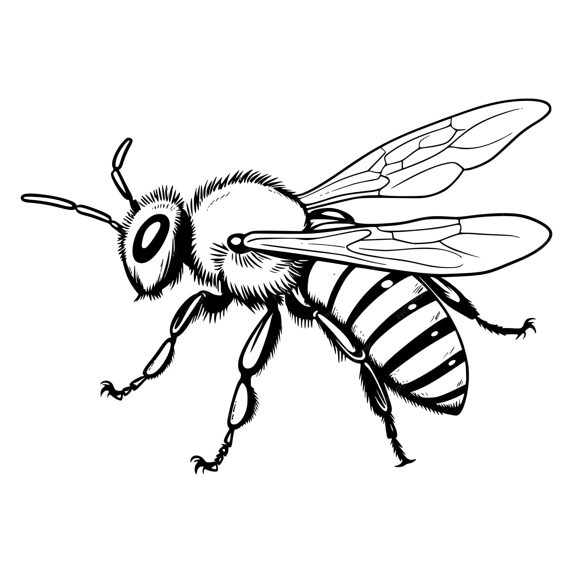 Premium vector bee coloring pages drawing for kids