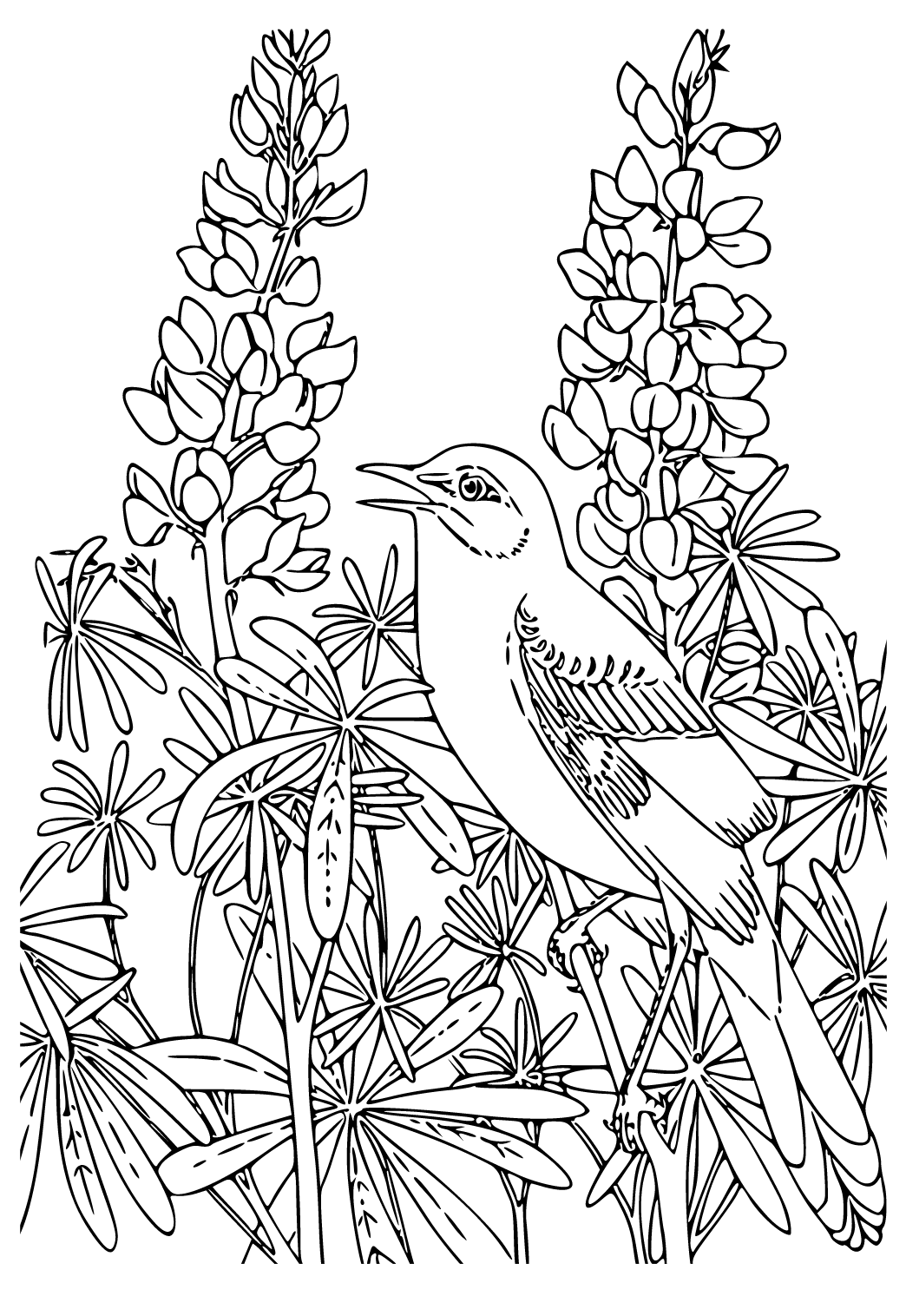 Free printable realistic bird coloring page for adults and kids