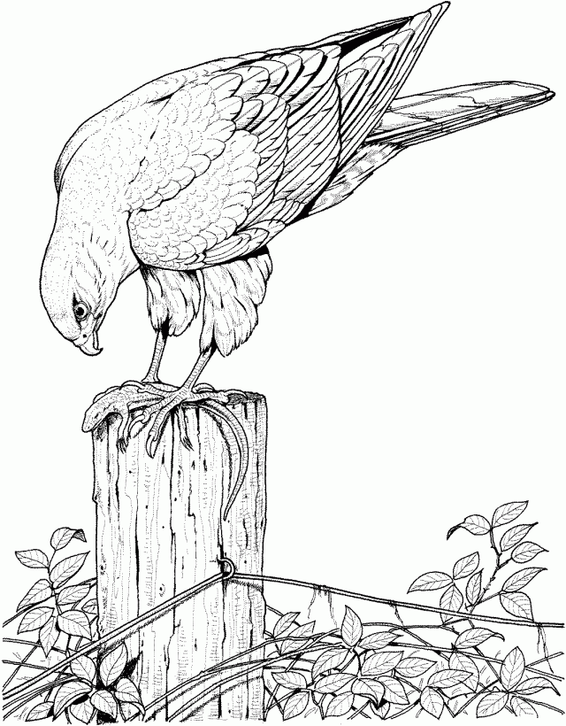 Realistic bird coloring pages for adults enjoy coloring animal coloring pages bird coloring pages bird drawings