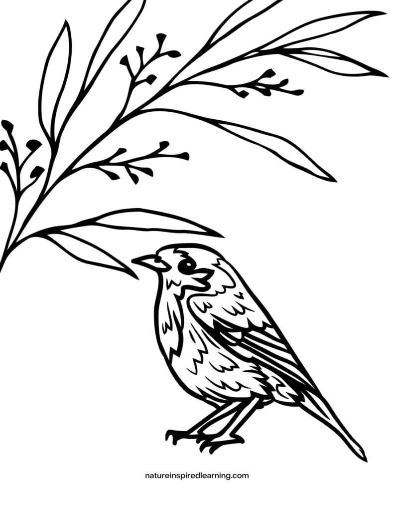 Free realistic bird coloring pages