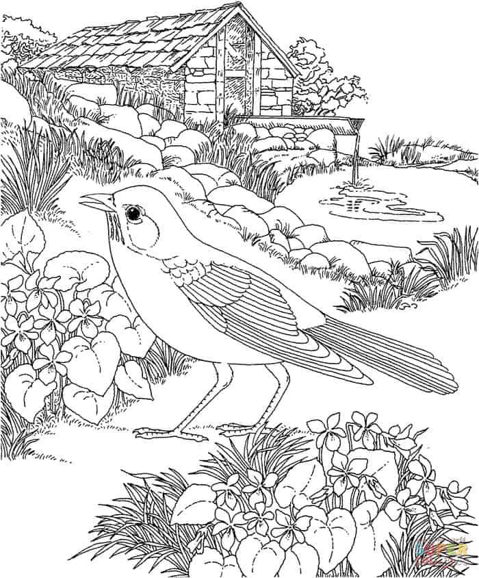 Realistic bird coloring pages bird coloring pages flower coloring pages garden coloring pages