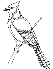 Print eagle coloring page to download