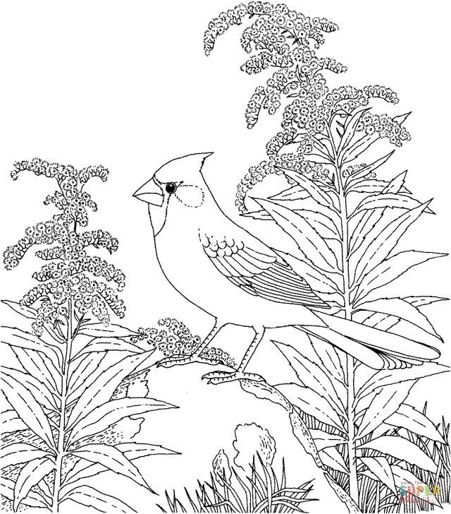 Exclusive picture of bird coloring pages