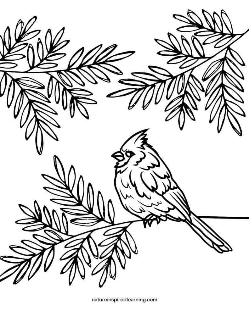 Free realistic bird coloring pages