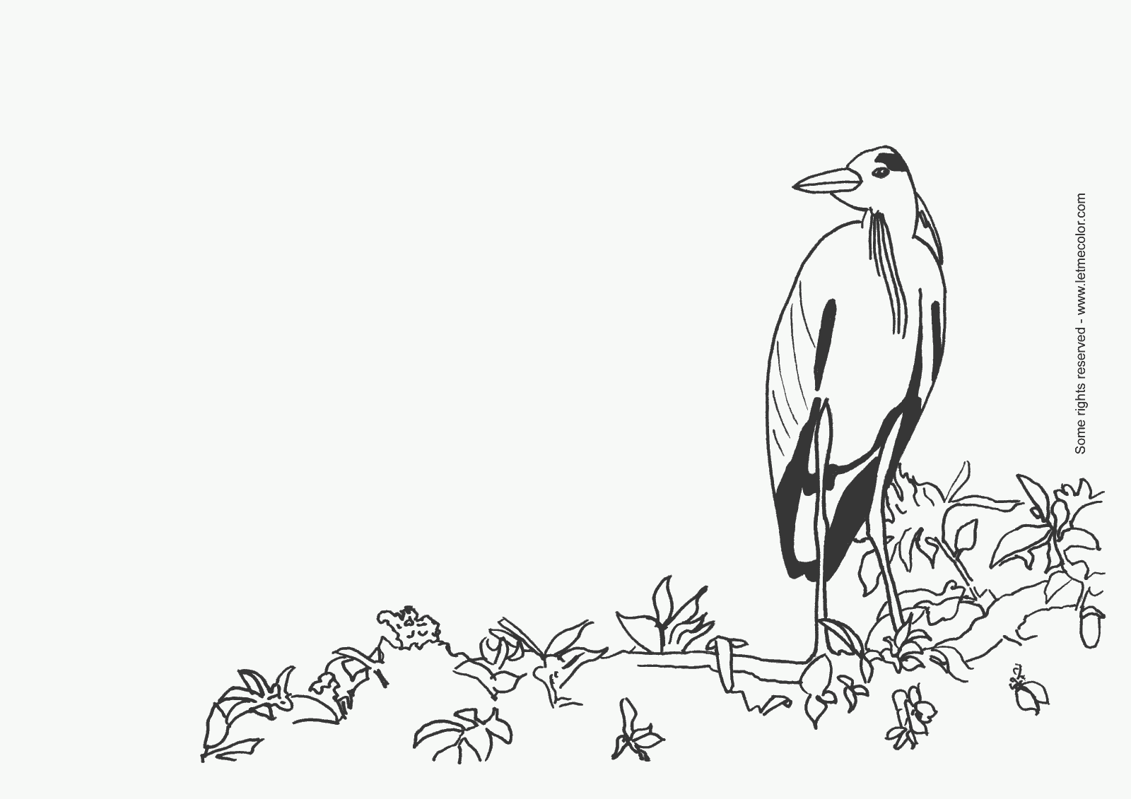 Realistic bird coloring page