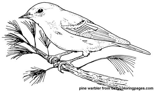 Betiful and detailed bird coloring pages