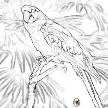 Parrot to print coloring pages