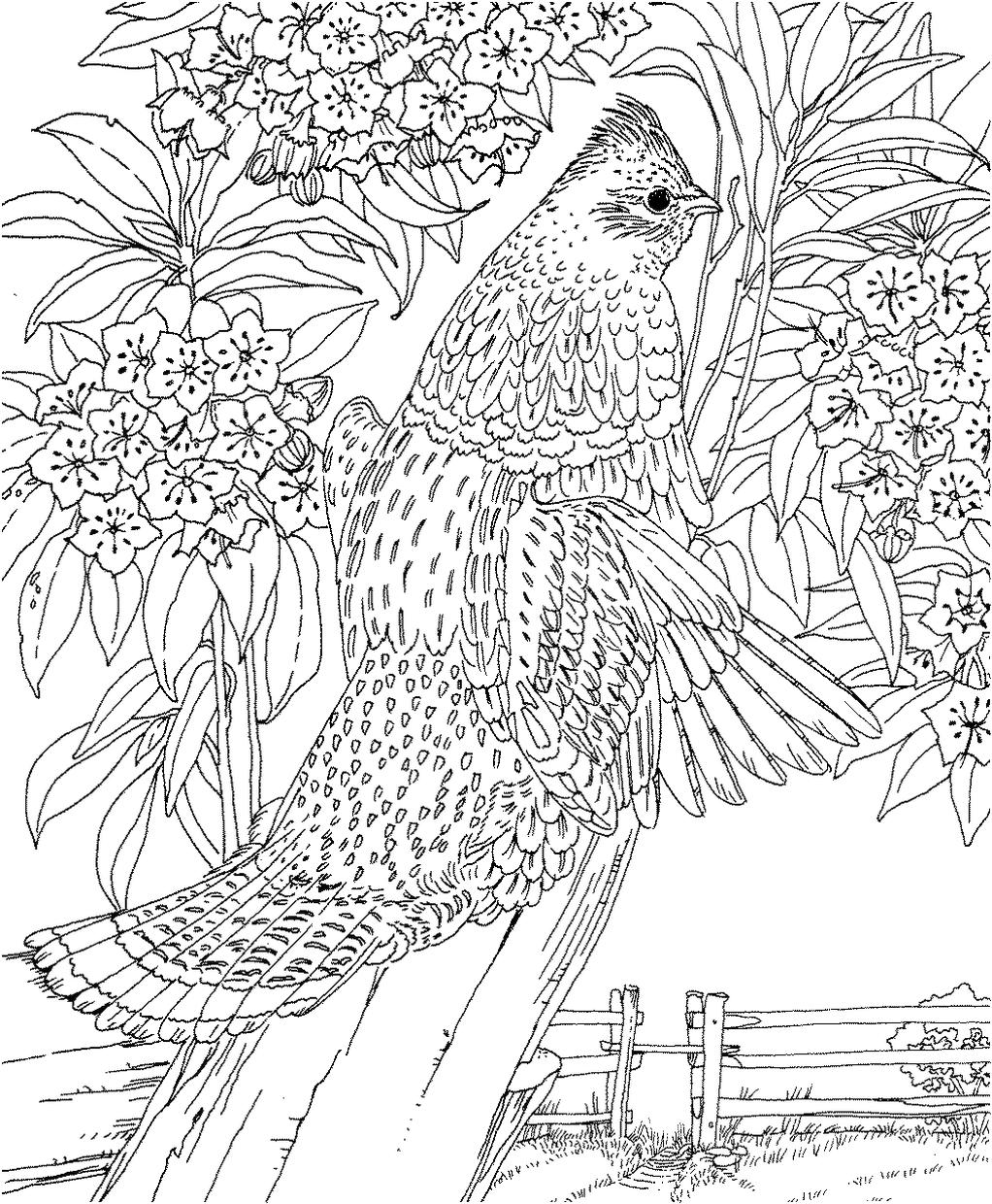 Get this hard coloring pages realistic bird drawing