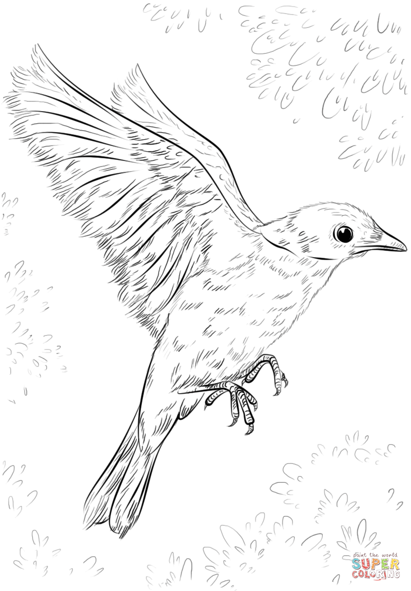 Blue bird flying coloring page free printable coloring pages