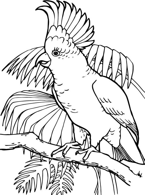 Cockatoo coloring pages