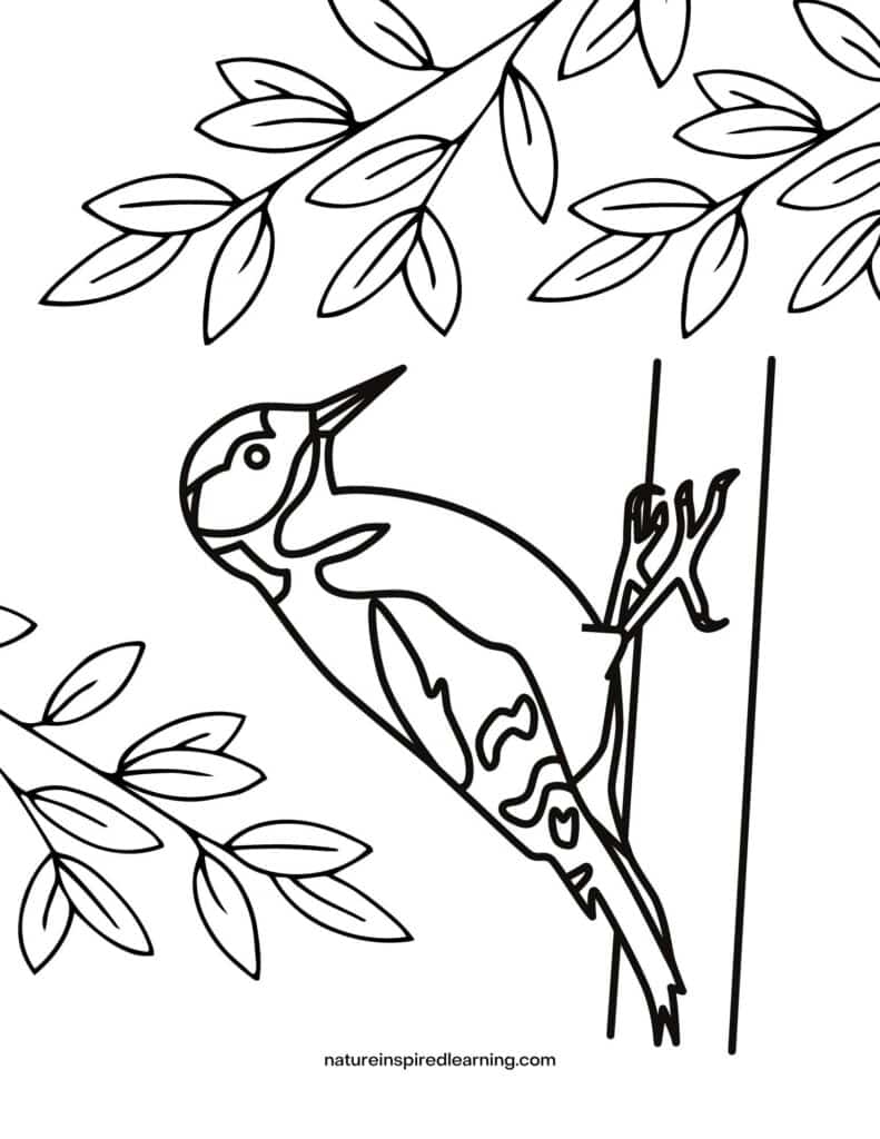 Free realistic bird coloring pages