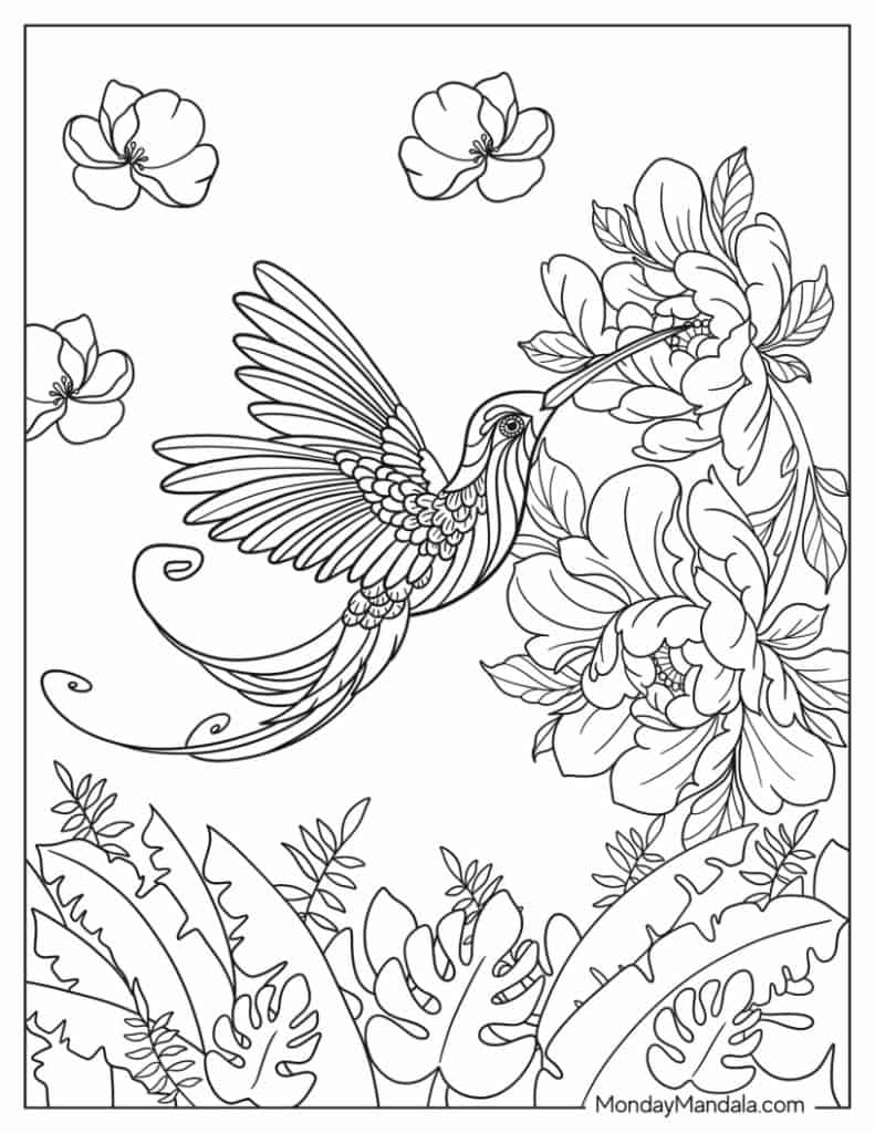 Hummingbird coloring pages free pdf printables