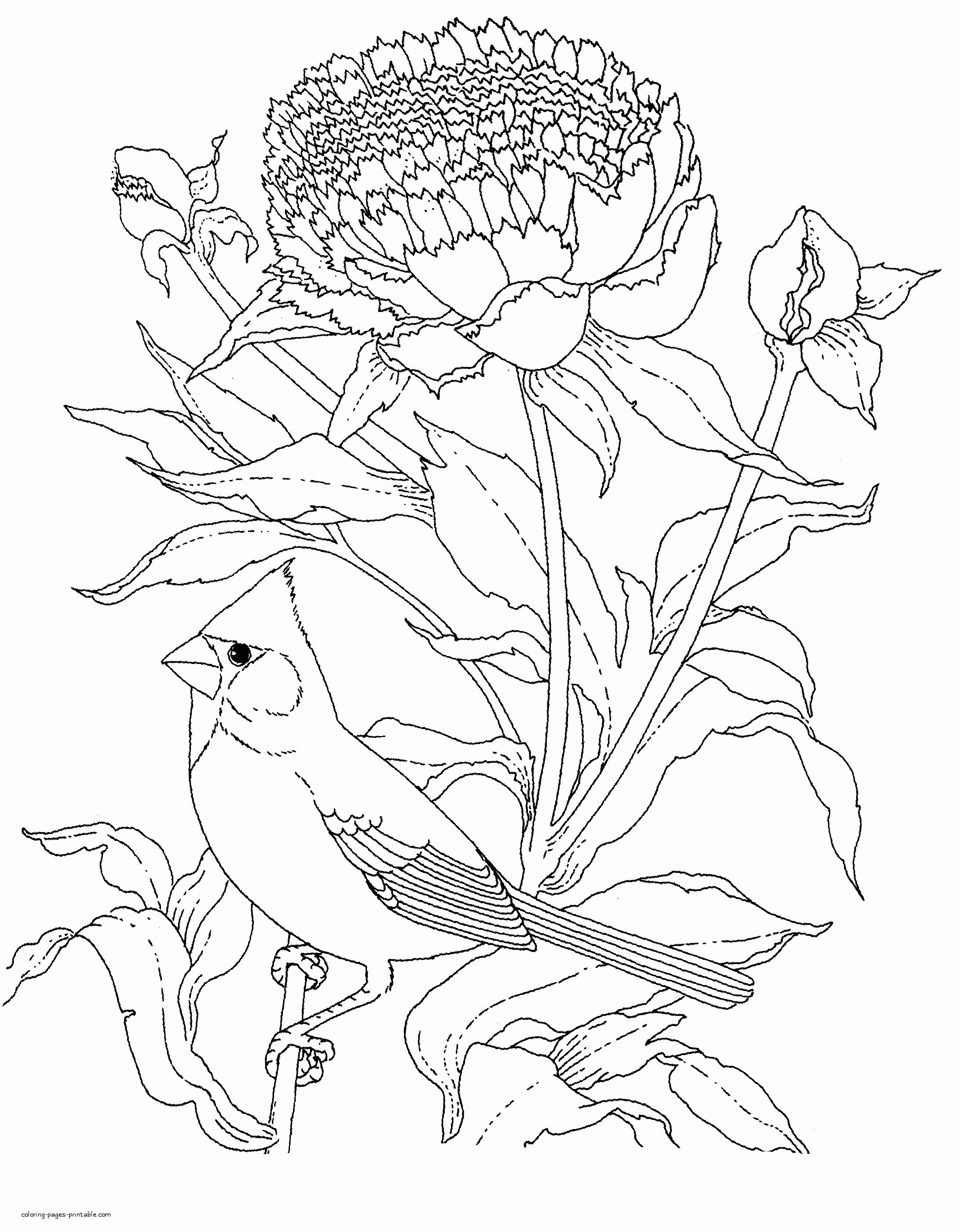 Realistic birds coloring pages for adults coloring