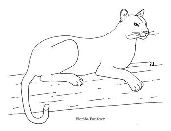 Florida panther coloring page by mama draw it tpt