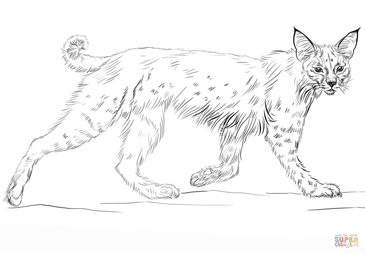 Running bobcat coloring page free printable coloring pages