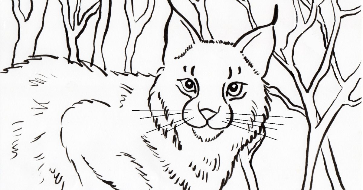 Bobcat coloring page