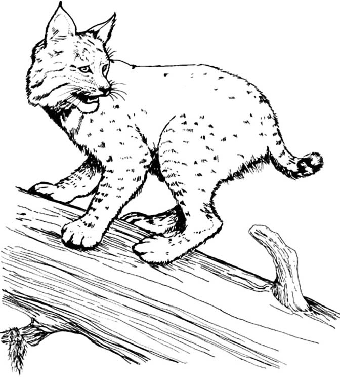 Bobcat coloring pages