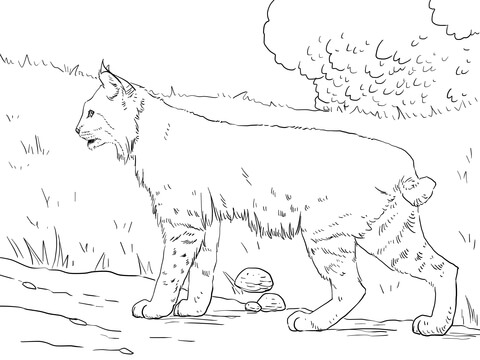 Crouching bobcat coloring page free printable coloring pages