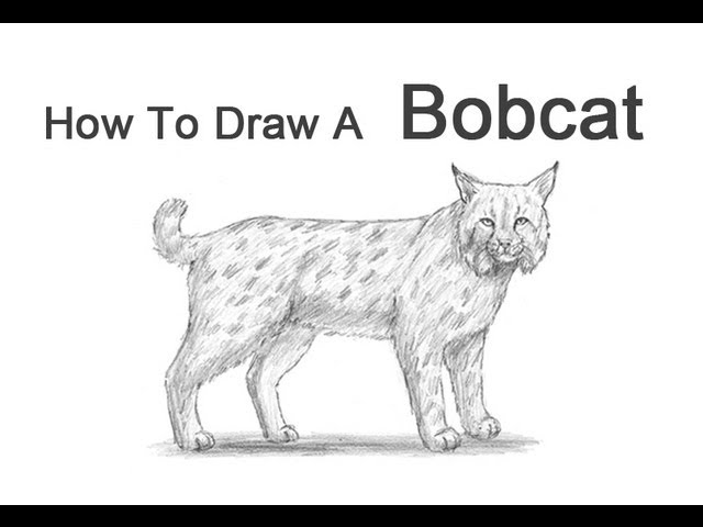 How to draw a bobcat