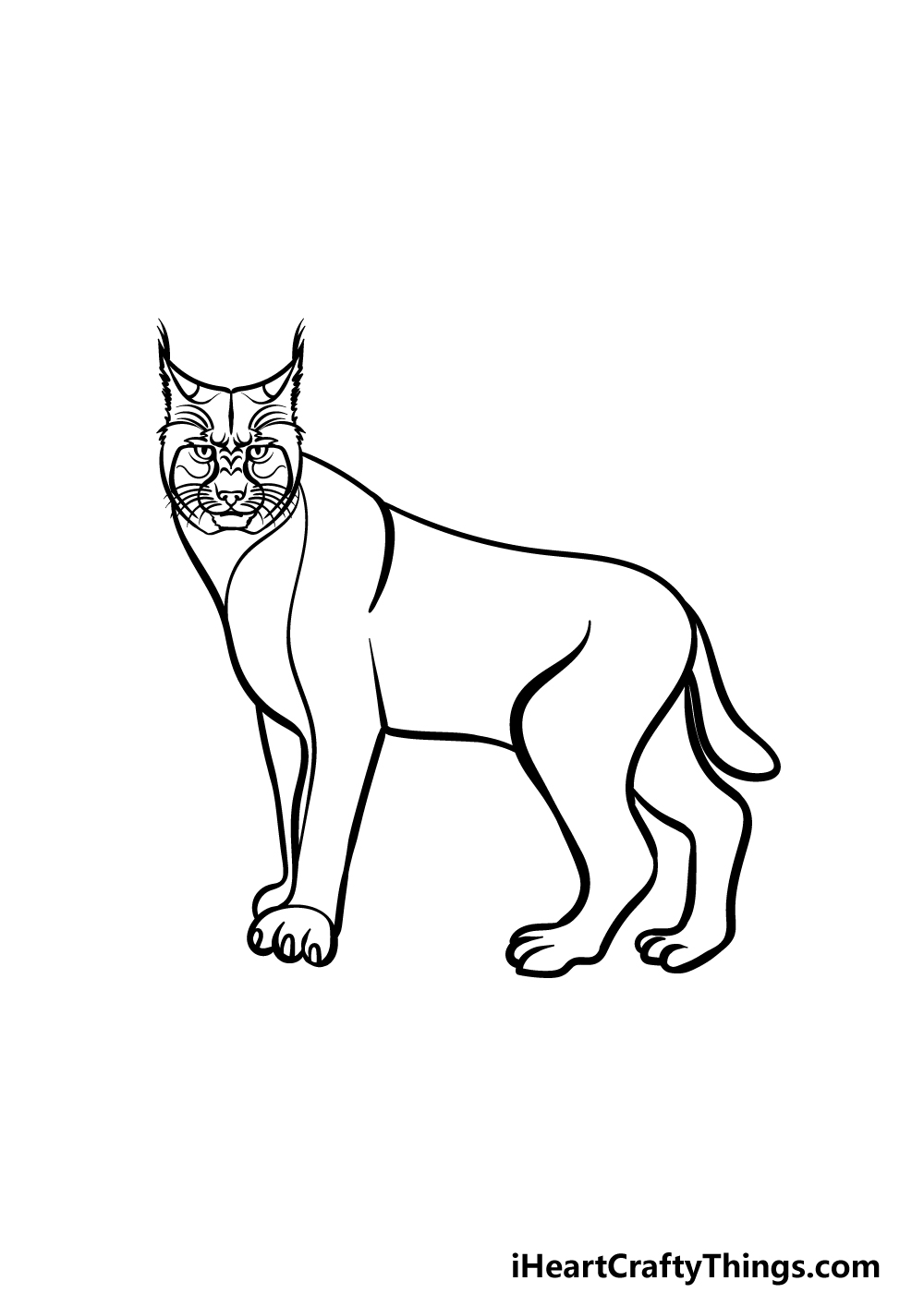 Bobcat drawing