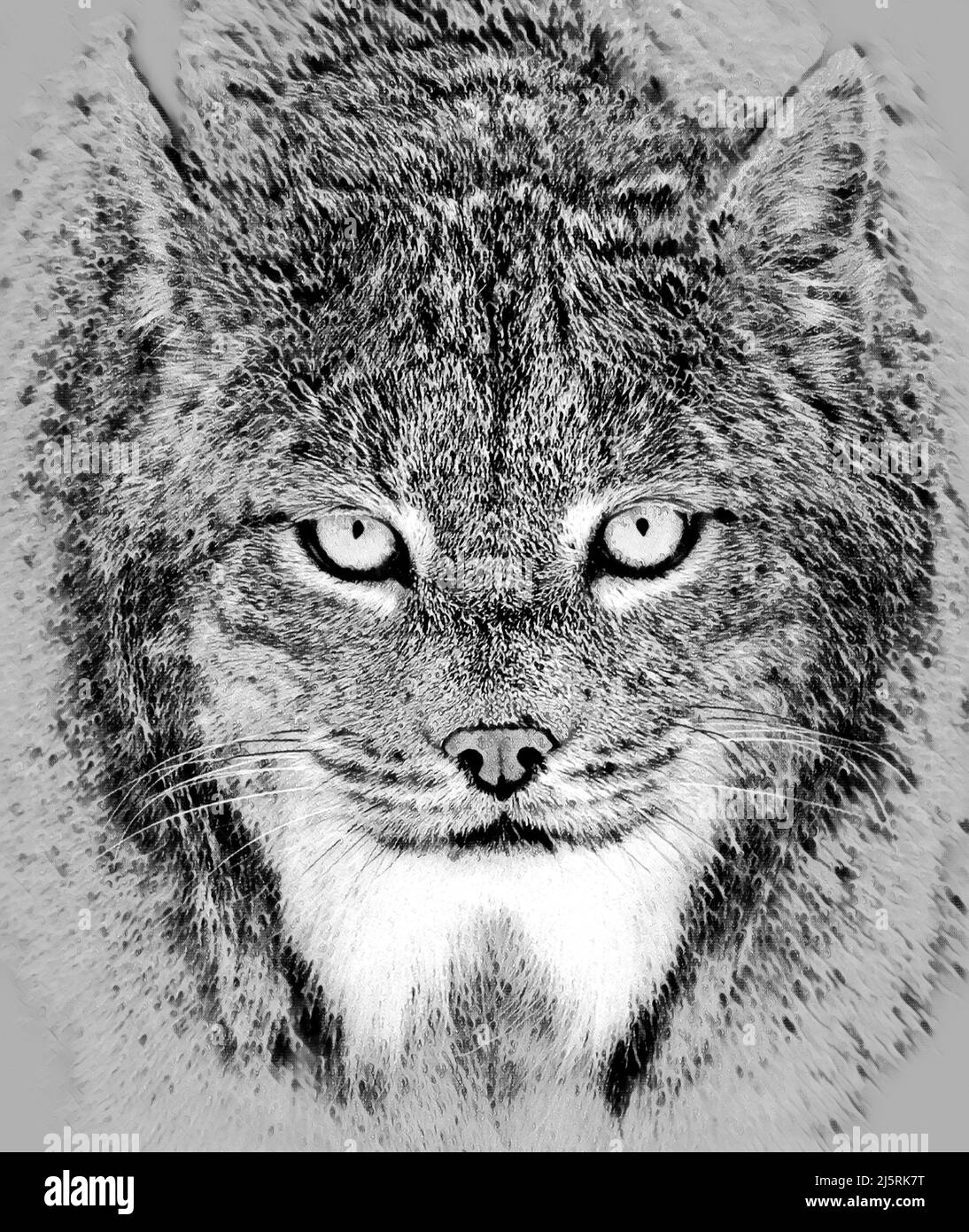 Bobcat drawing hi