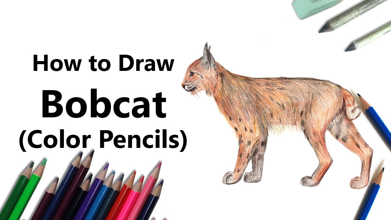 How to draw a bobcat with color pencils time lapse