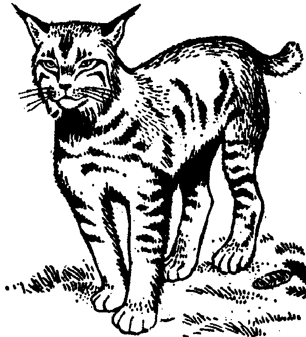 Bobcat coloring pages