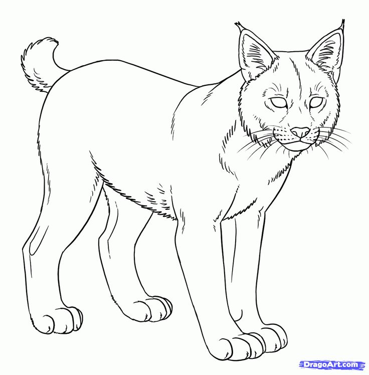 How to draw bobcats bobcat step by step forest animals animals free online drawing tutorial added by makangeni febâ big cats art drawings animal drawings