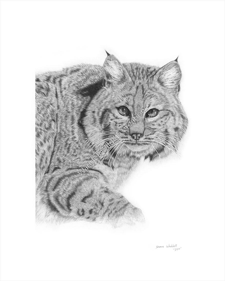 Bobcat â waddell wildlife creations and leather