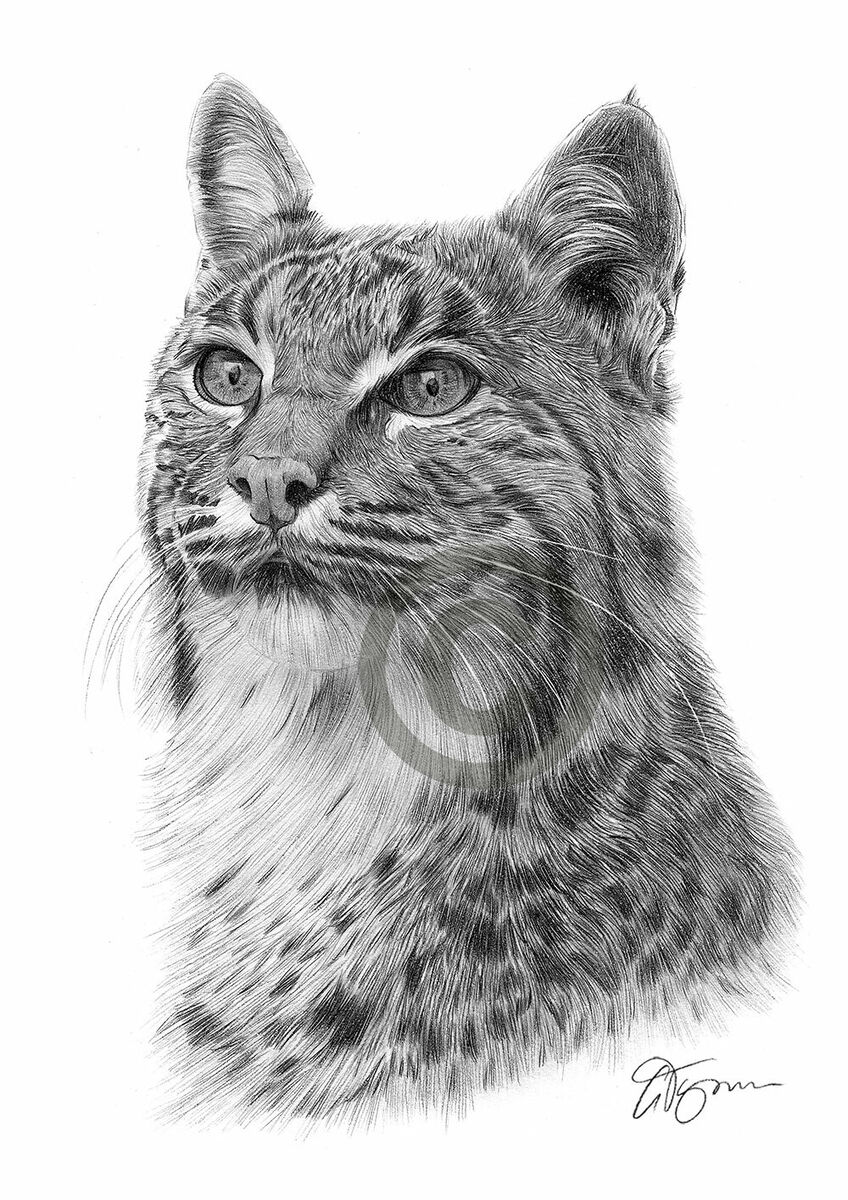 Bobt lynx pencil drawing art print a a sizes signed by uk artist