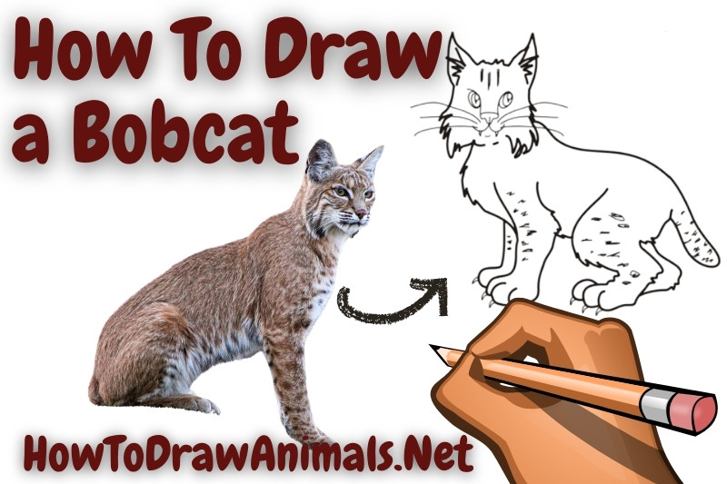 How to draw a bobcat