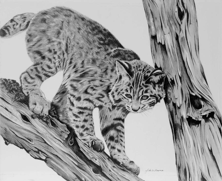 Bobcat drawing by john bowman