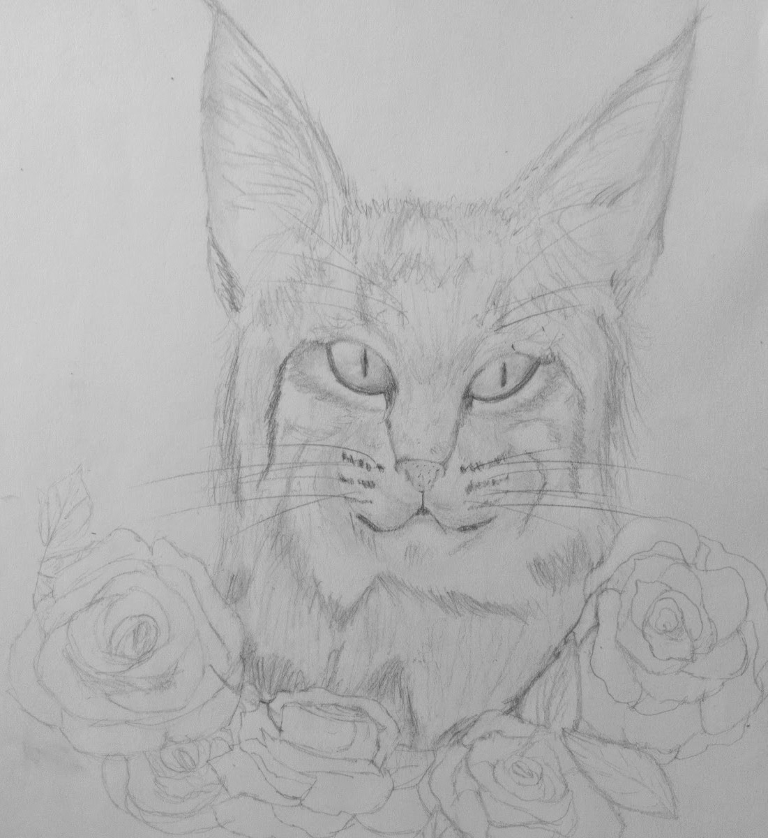 Bobcat pencil drawing by missflashycat on