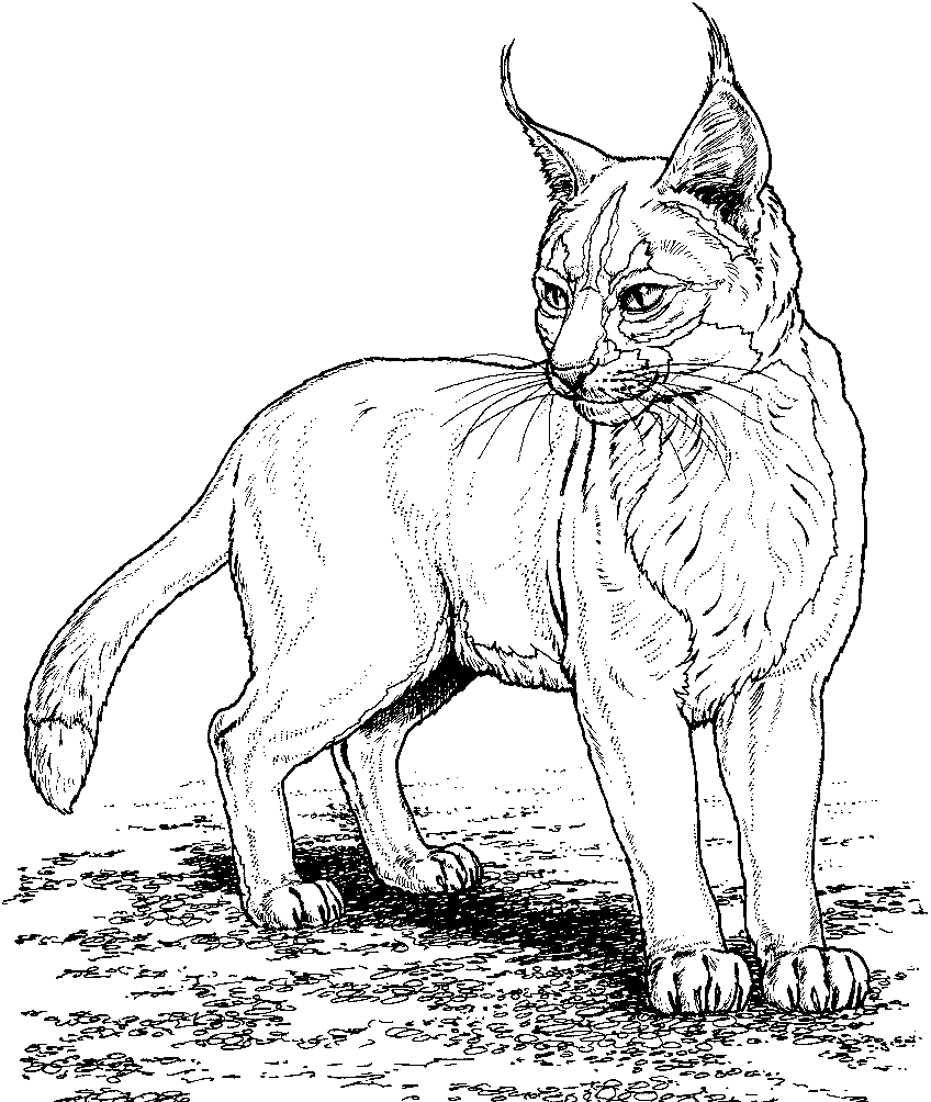 Lynx coloring pages printable for free download