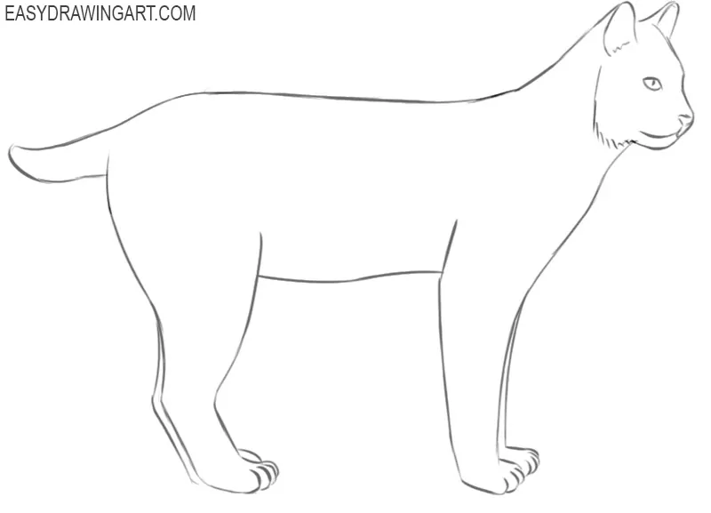 How to draw a bobcat