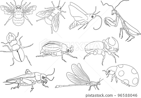 Beetles coloring pages detailed illustration