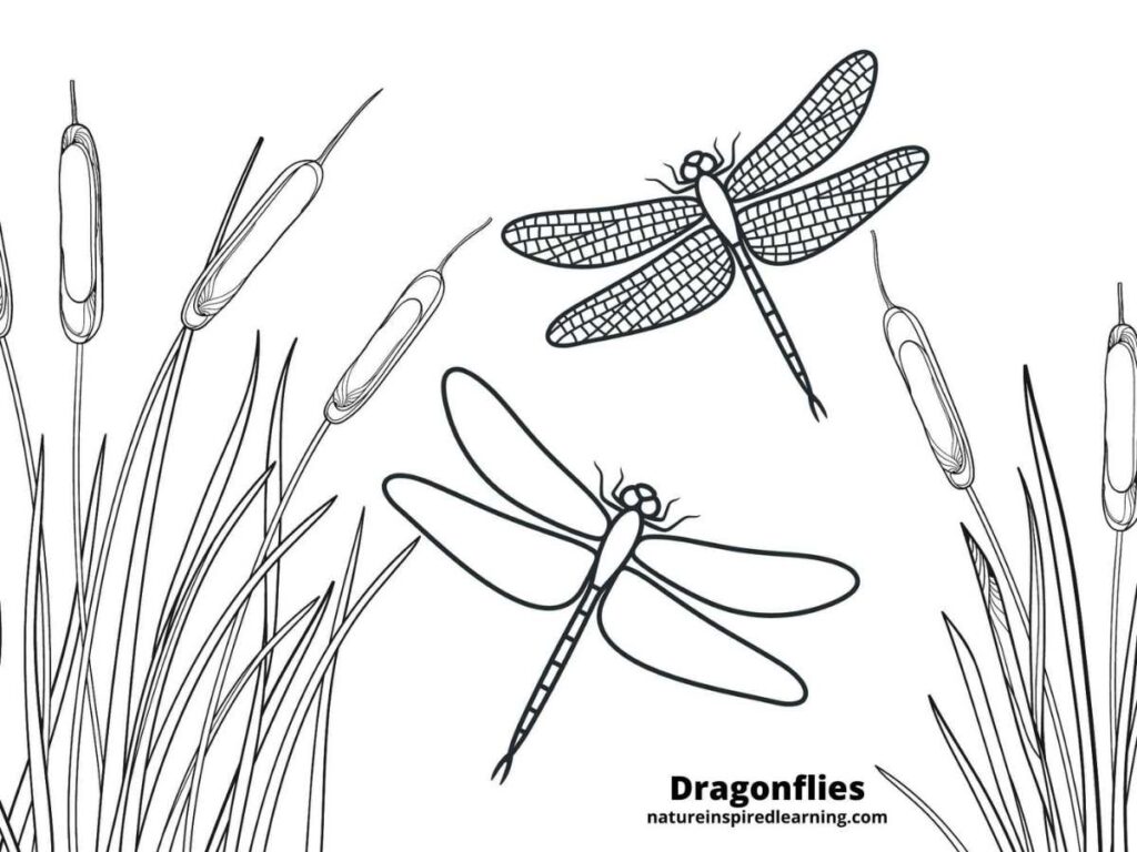 Realistic dragonfly coloring pages