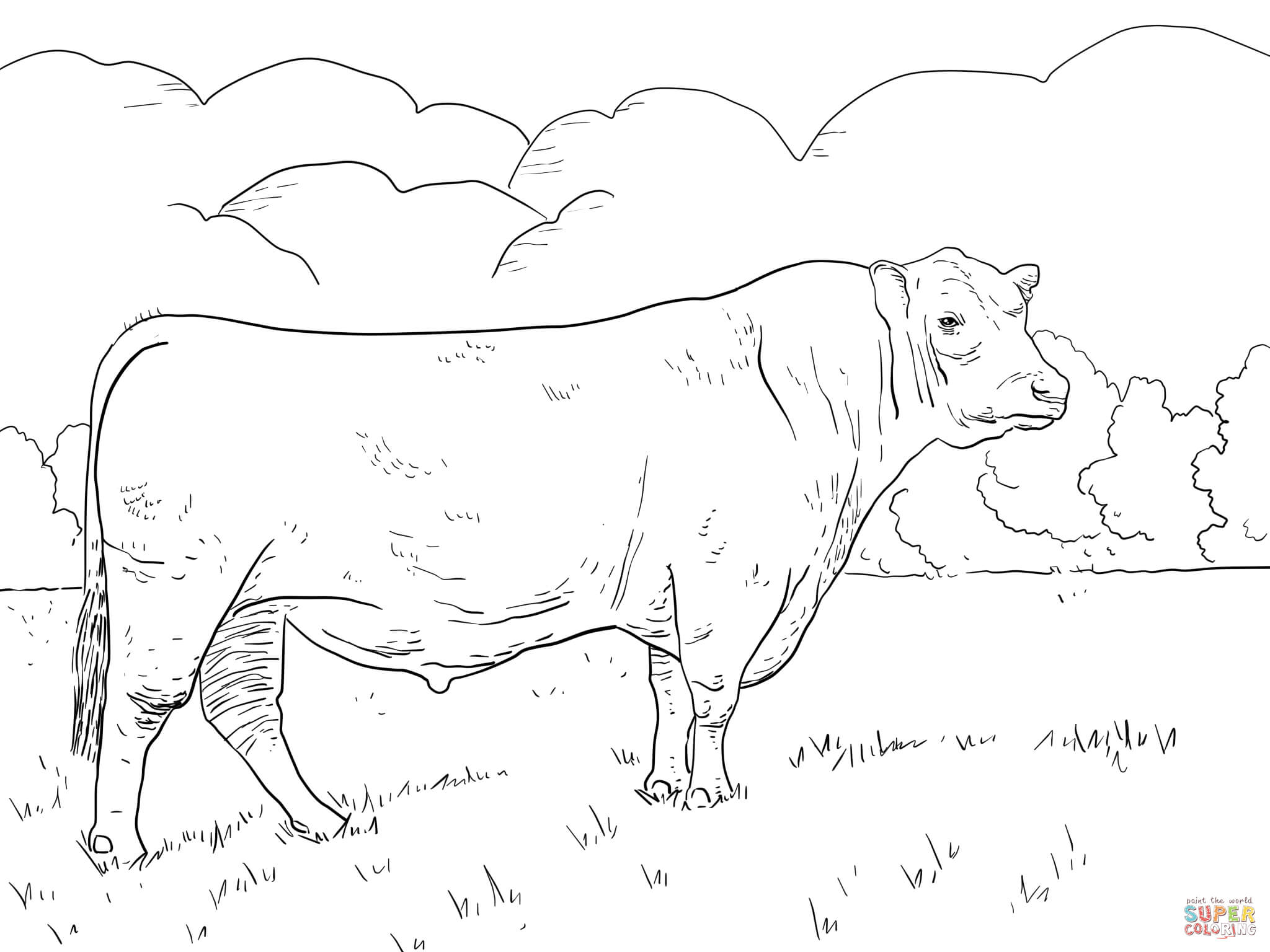 Angus bull coloring page free printable coloring pages