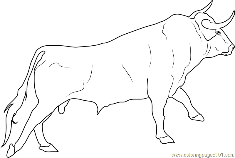 Spanish fighting bull coloring page