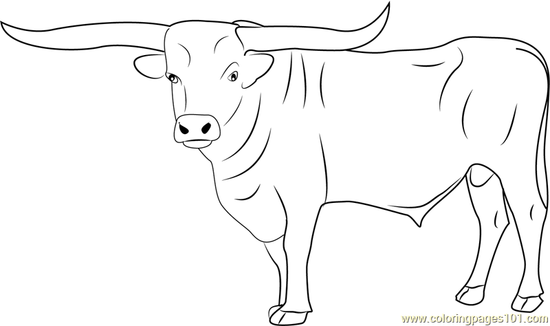 Bull coloring page for kids