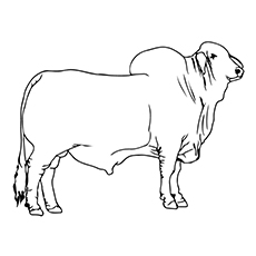 Cute bull coloring pages for your toddler