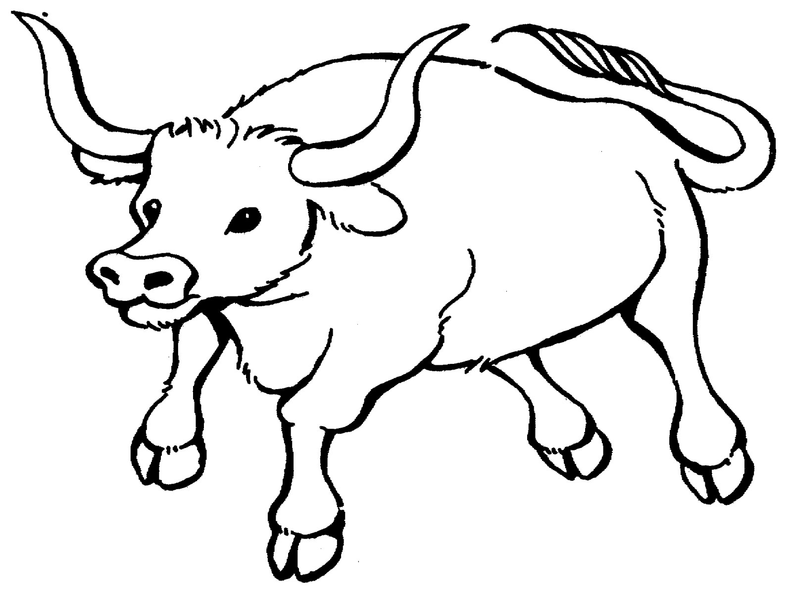 Coloring pages bull coloring pages printable realistic coloring pages