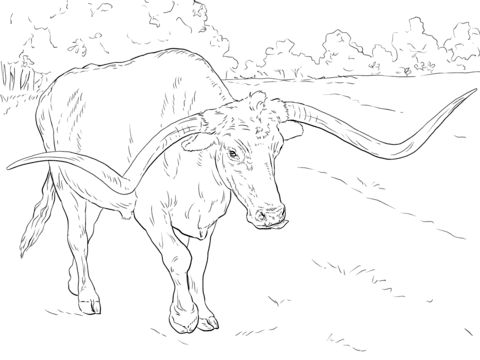 Realistic texas longhorn coloring page free printable coloring pages