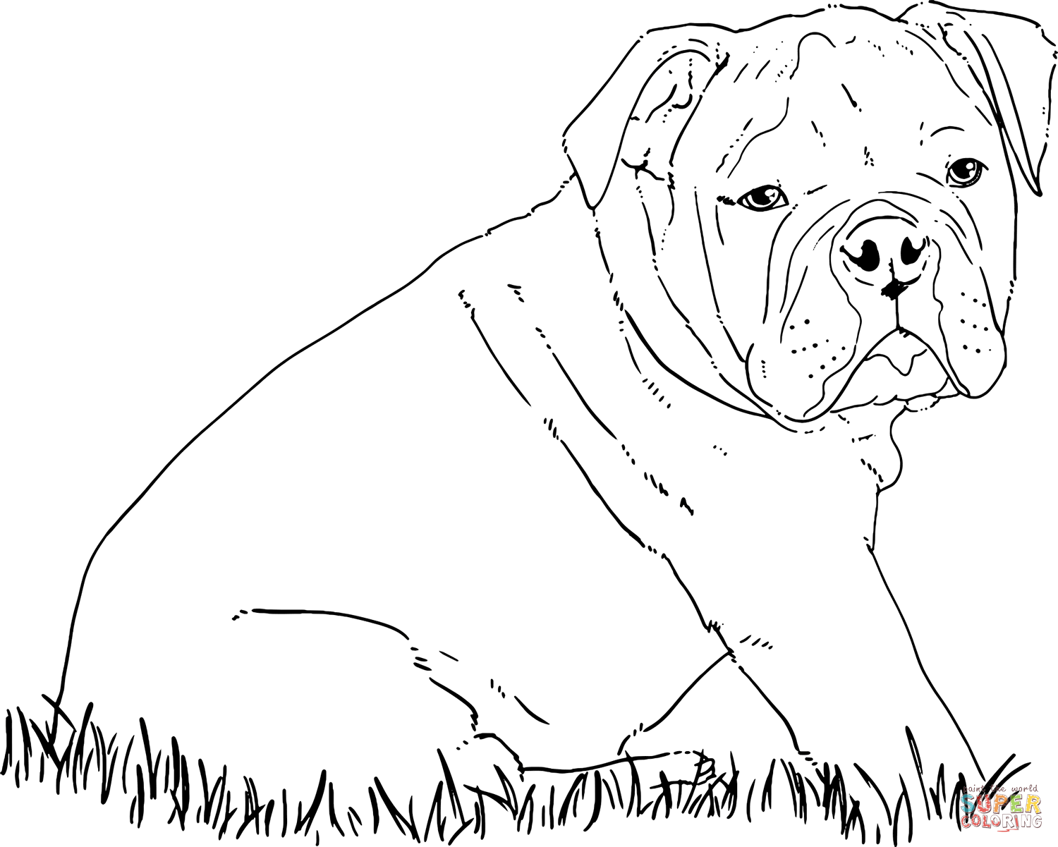 Bulldog puppy coloring page free printable coloring pages