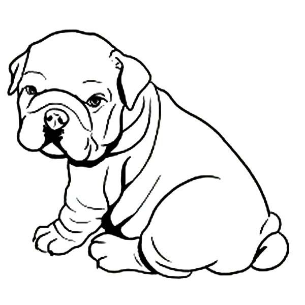 Printable bulldog coloring sheets with pages dog coloring page puppy coloring pages bulldog drawing