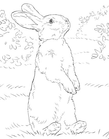 White rabbit standing on hind legs coloring page free printable coloring pages bunny coloring pages coloring pages rabbit illustration