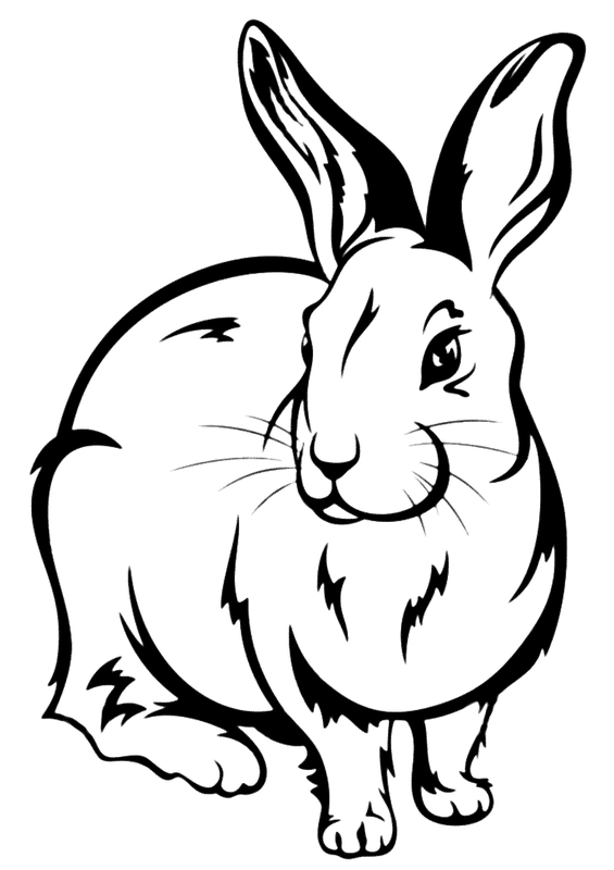 Ðï realistic bunny