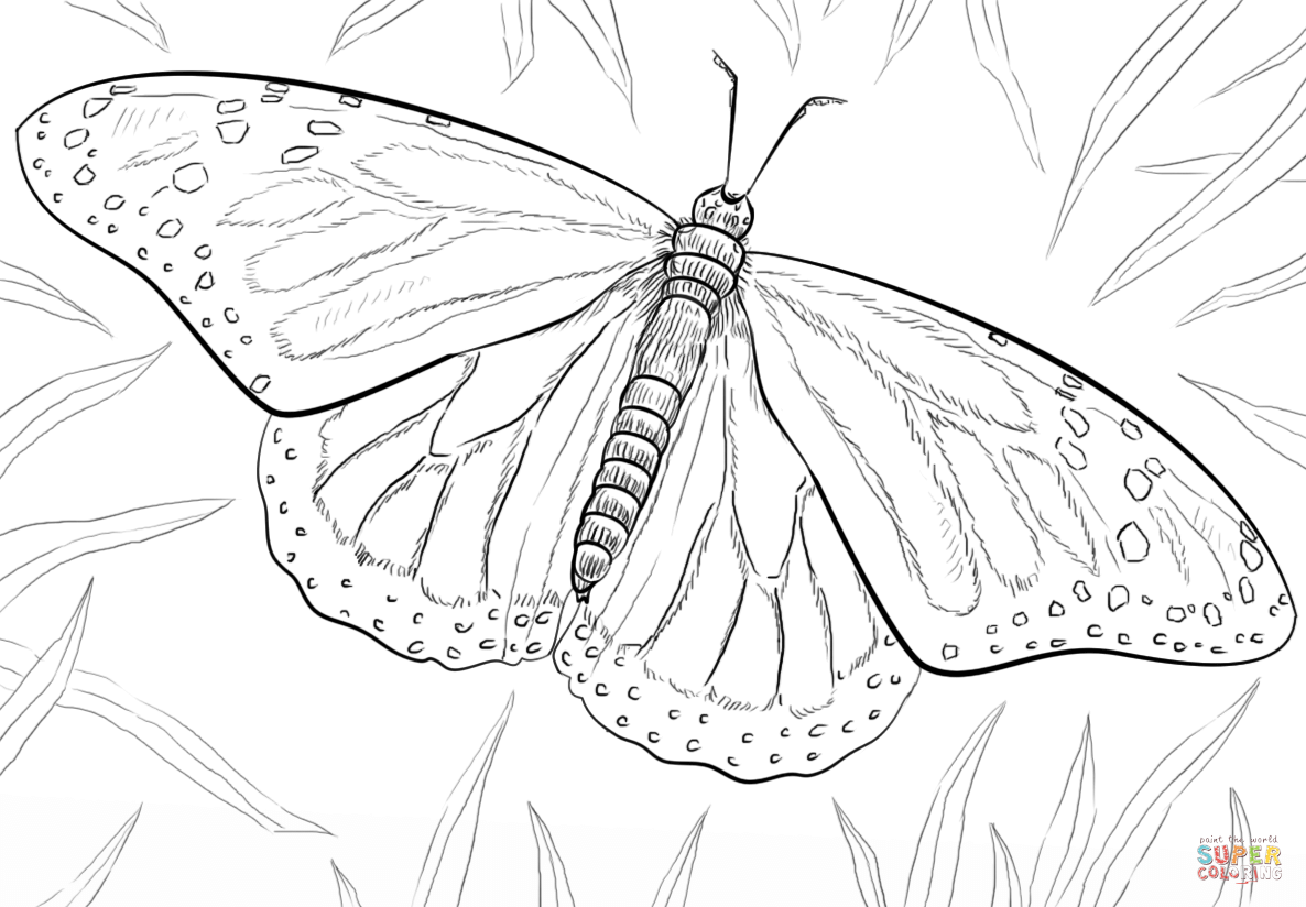 Monarch butterfly coloring page free printable coloring pages